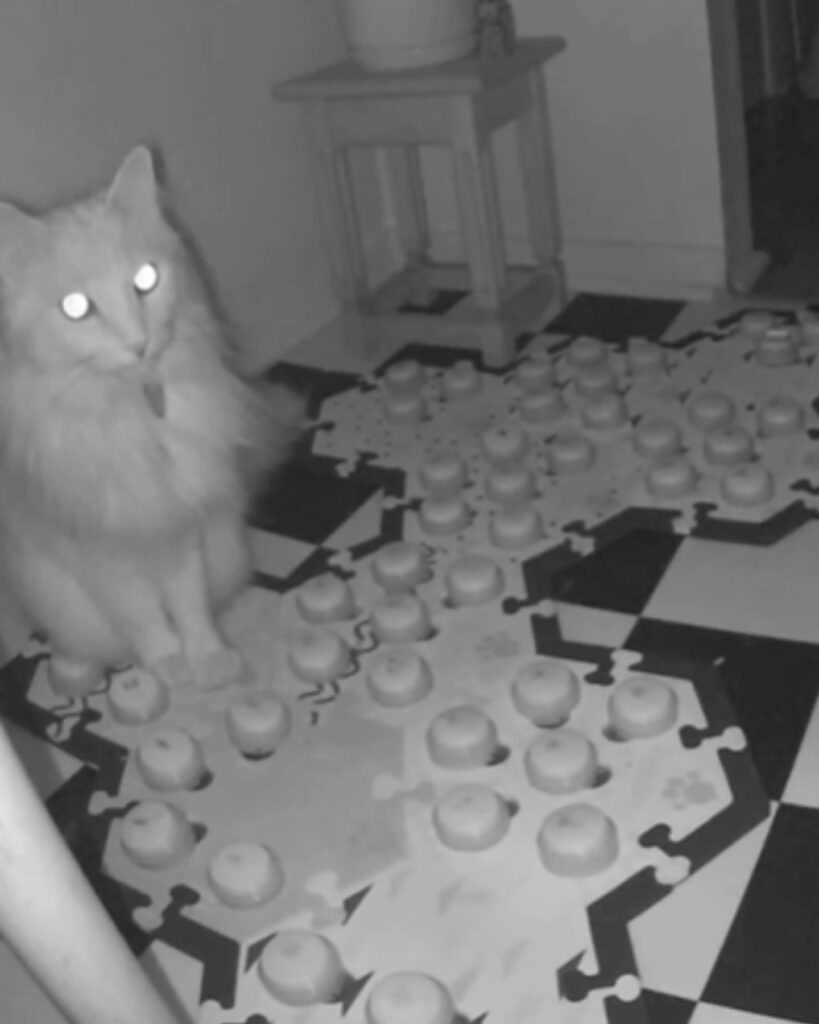 A cat stands on a toy in the dark