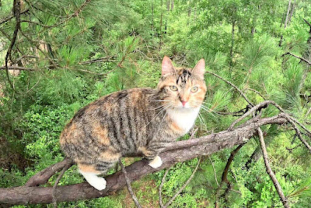 A colorful cat is standing on a branch