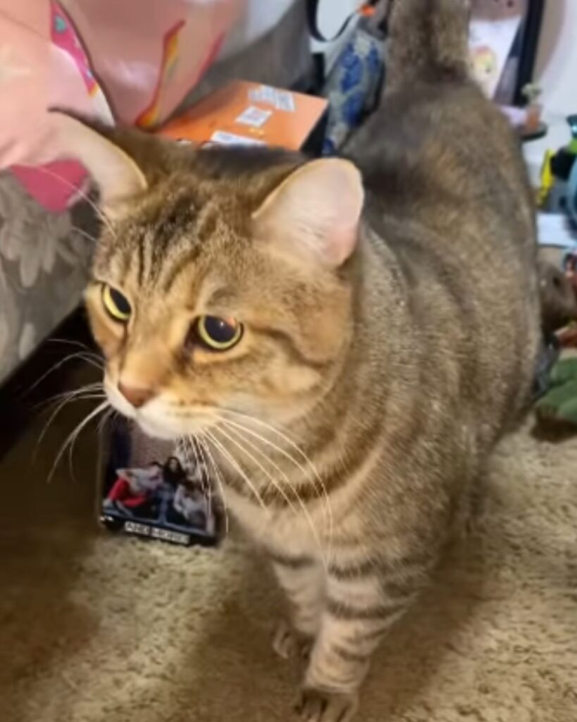 A colorful cat is standing on the carpet