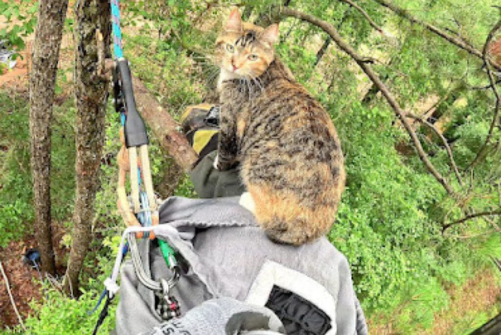 A colorful cat looks at a rescuer from a rope