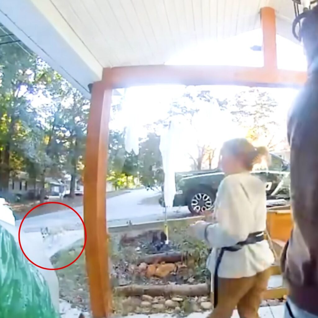 A coyote is walking down the road