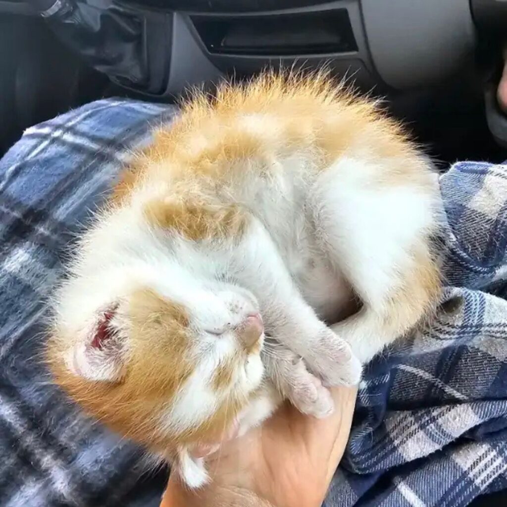 A curled up kitten in a man's palm