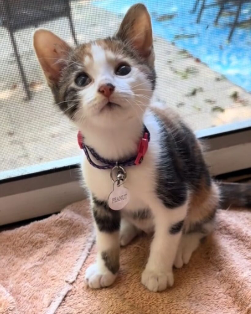 A cute kitten is sitting by the window