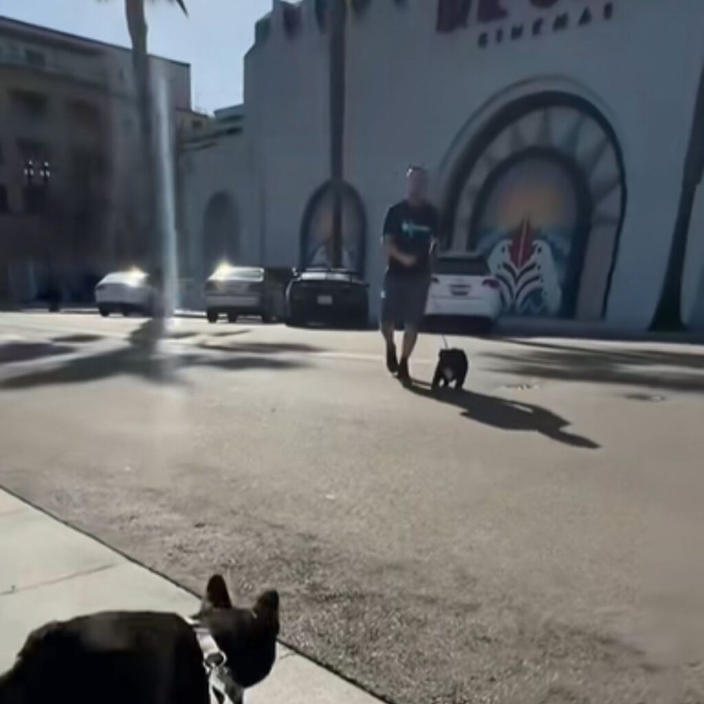 A dog on a leash approaches a dog