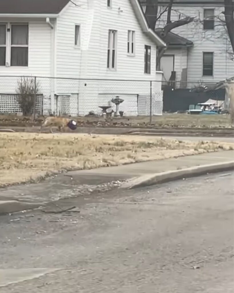 A dog with a bucket on its head is walking down the street
