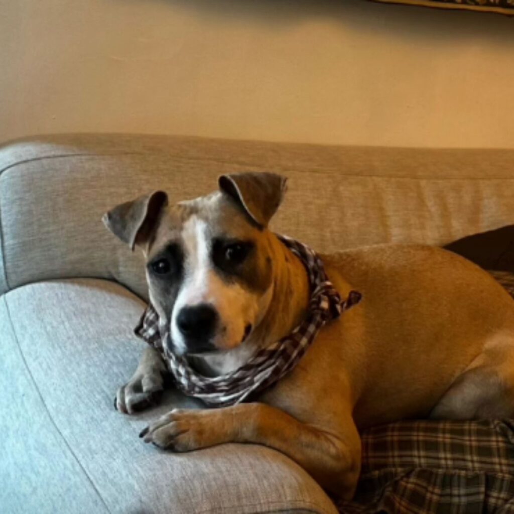 A dog with a scarf around its neck is lying on the couch