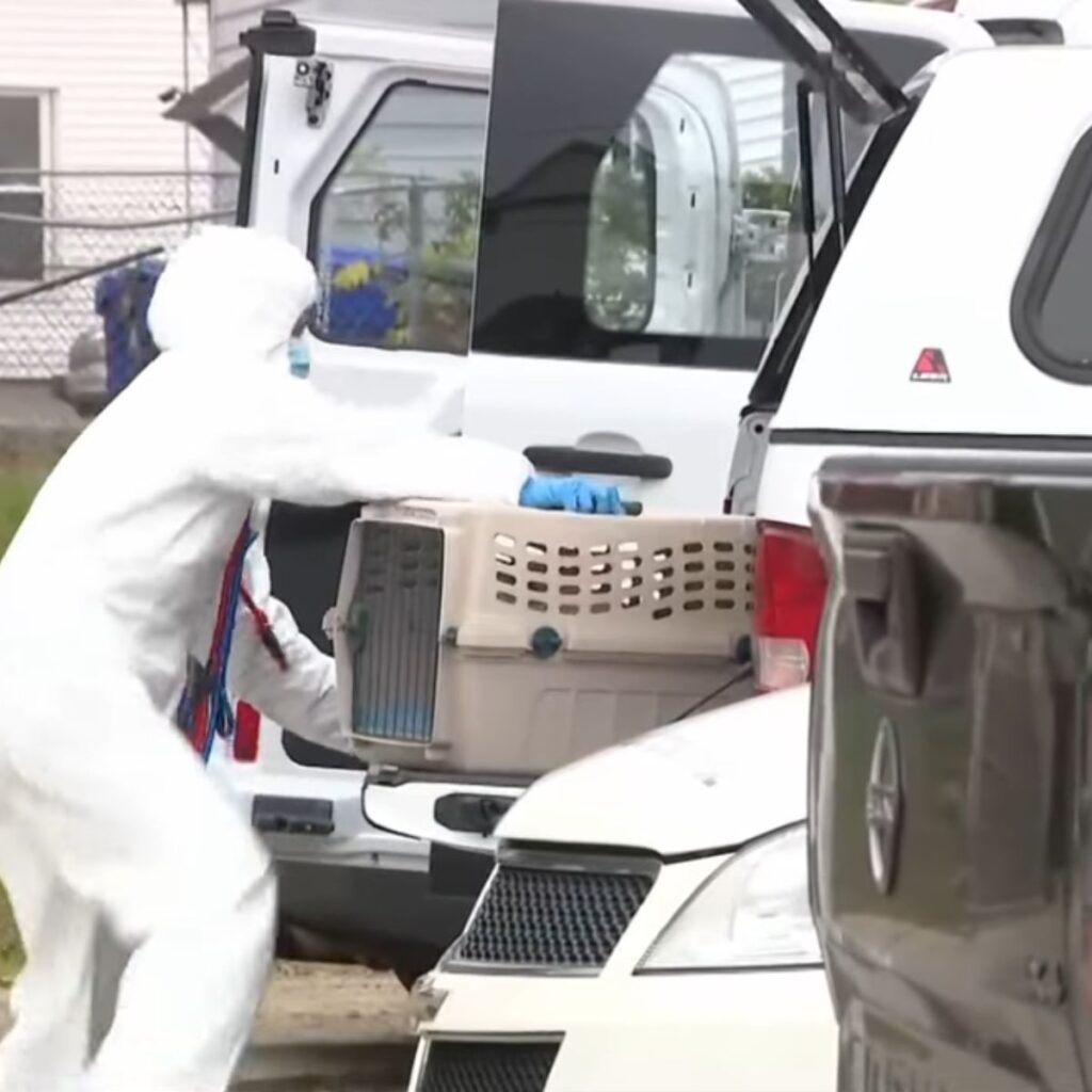 A girl in a suit throws a cat in a cage into a car