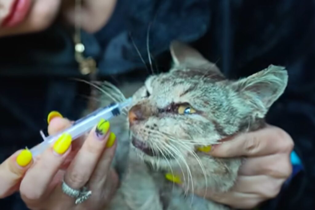 A girl is cleaning a cat's eye with a syringe
