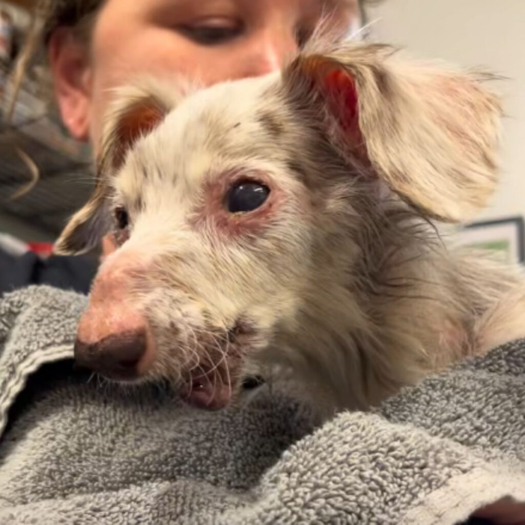 A girl is holding a sick dog in her arms