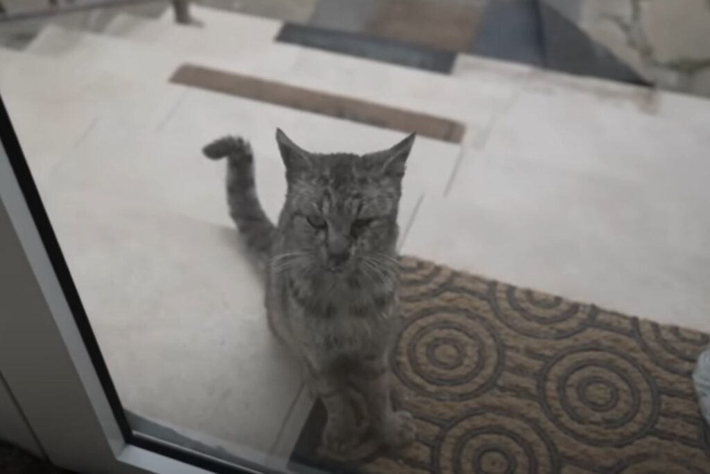 A gray cat sits in front of the balcony door