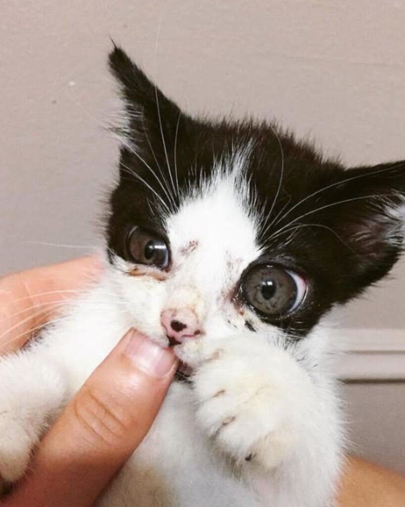 A little kitten is biting a finger