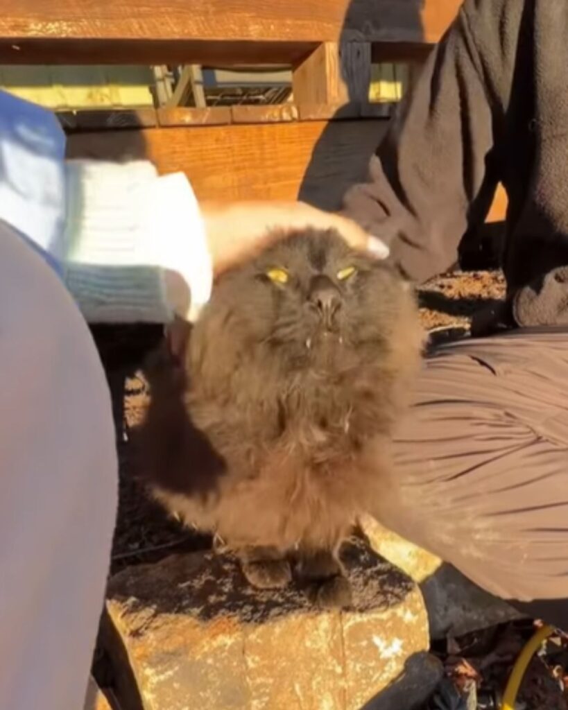A man and a woman are petting a cat