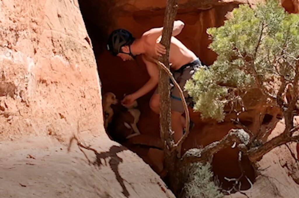 A man approaches two dogs