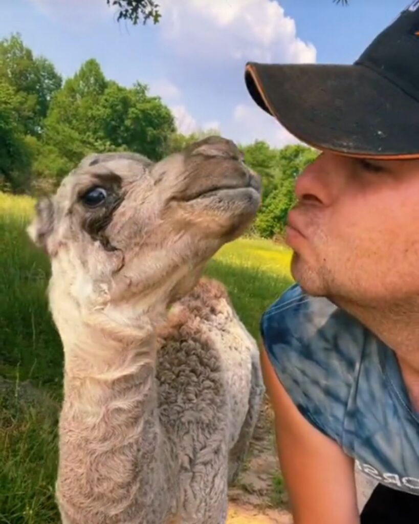 A man blows a kiss to a camel