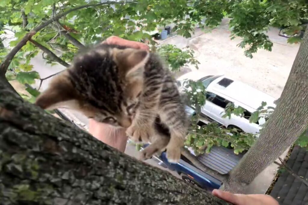 A man caught a kitten from a tree