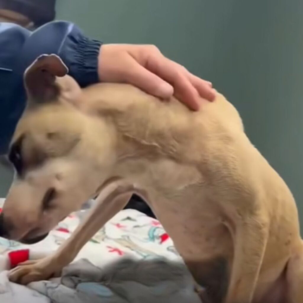 A man enjoys cuddling