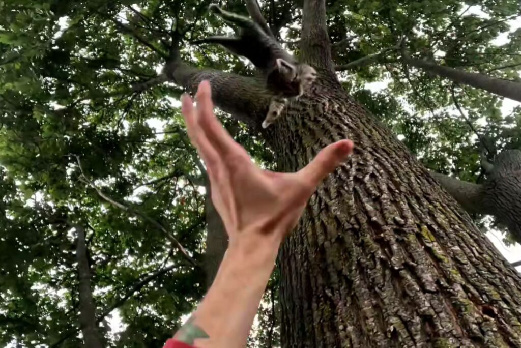 A man grabs a kitten from a tree with his hand