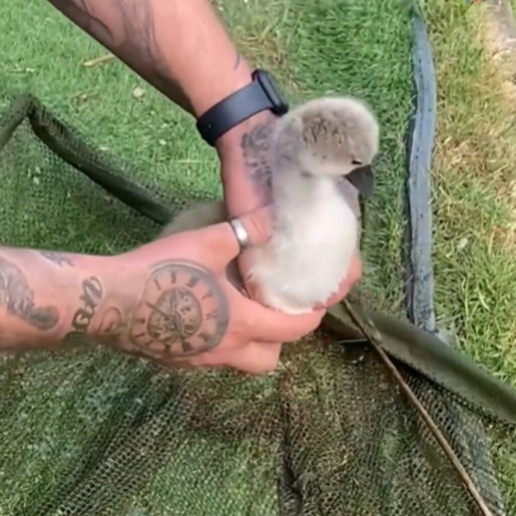 A man holds a small swan in his hand