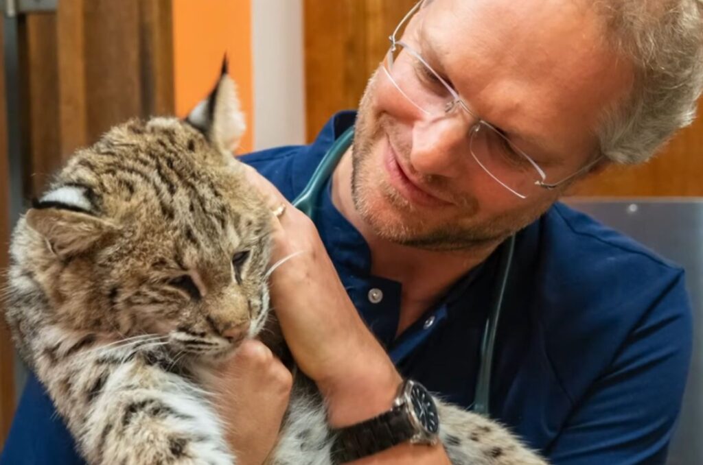 A man holds a young lynx in his hands