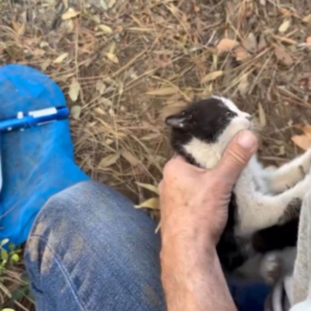 A man is holding a black and white kitten in his hand