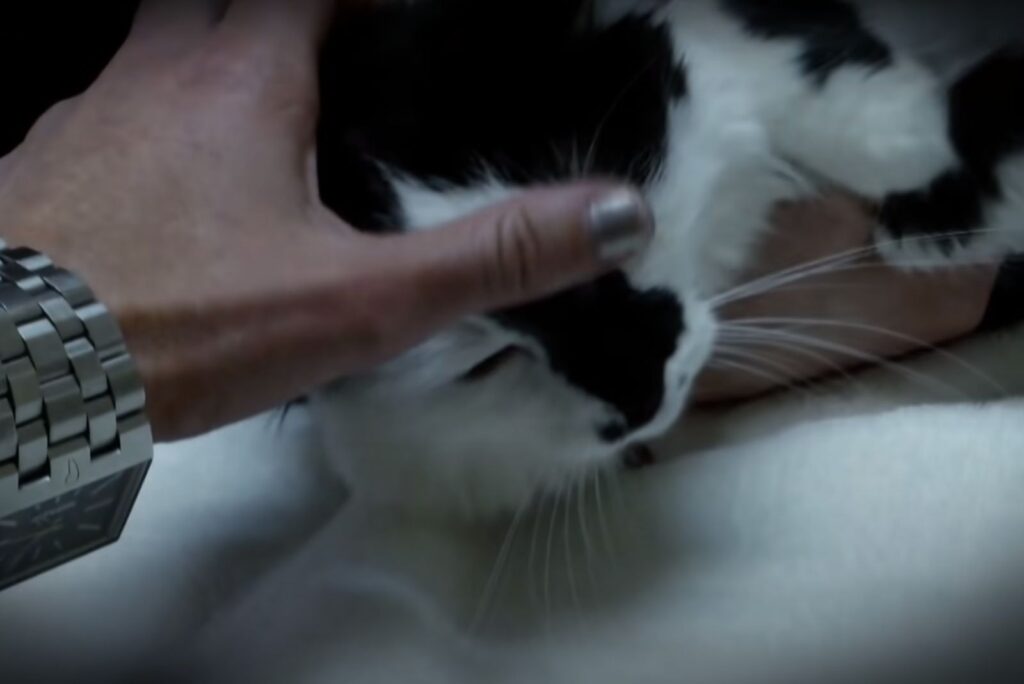 A man is petting a black and white kitten