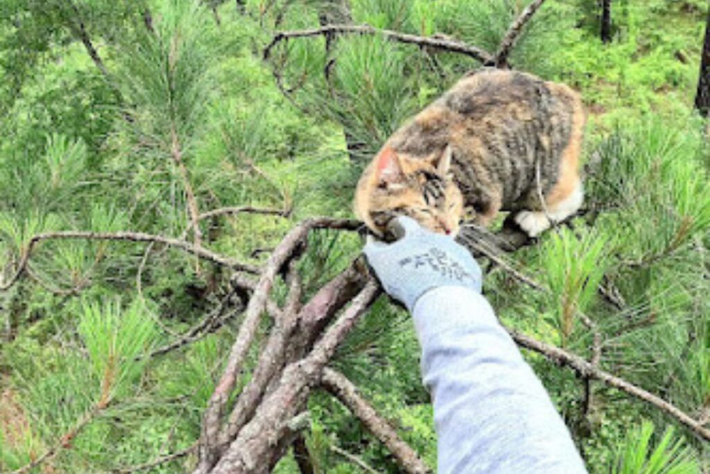 A man is petting a cat on a branch