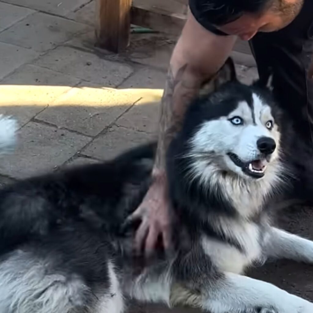 A man is petting a husky