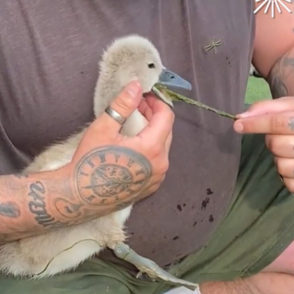 A man takes a wooden swan out of his mouth