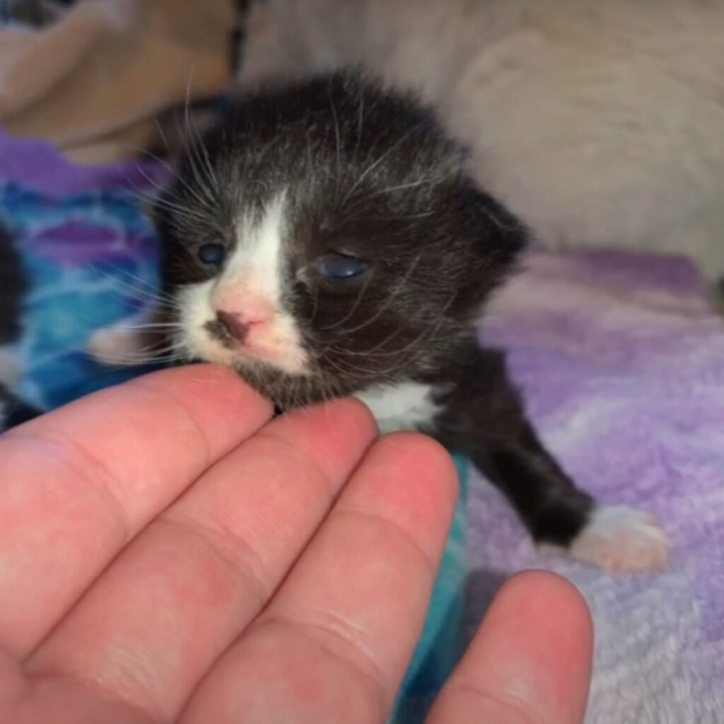 A man touches a black and white kitten