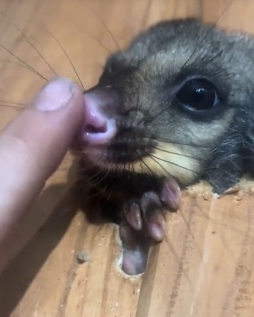 A man touches a possum's snout