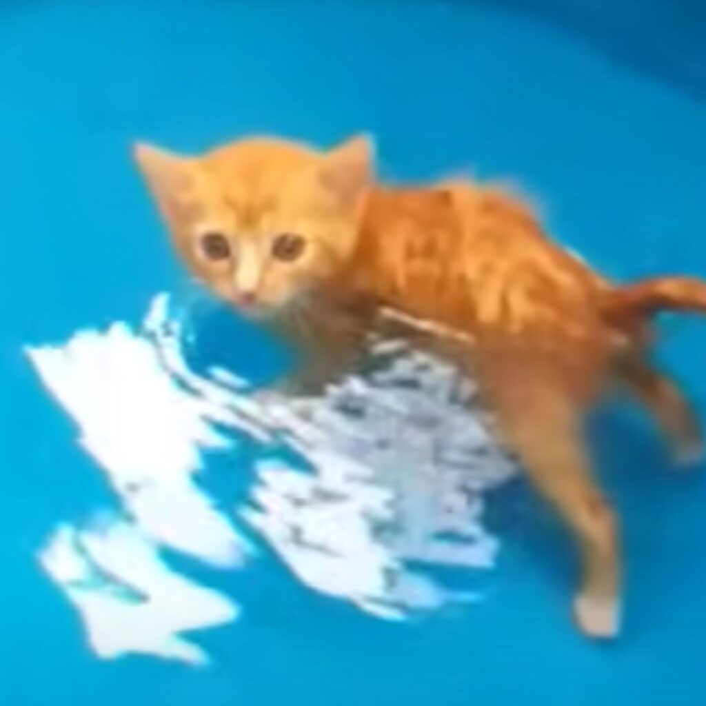 A paralyzed cat swims in the water