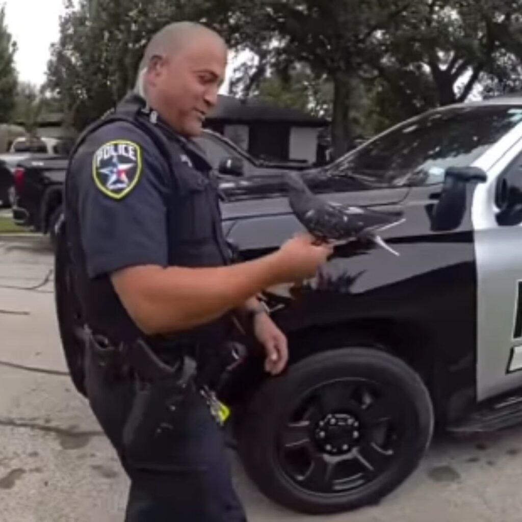 A pigeon sits peacefully on a policeman's hand
