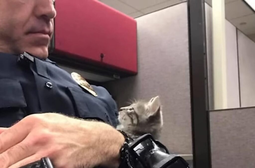 A police officer holds a kitten in his arms
