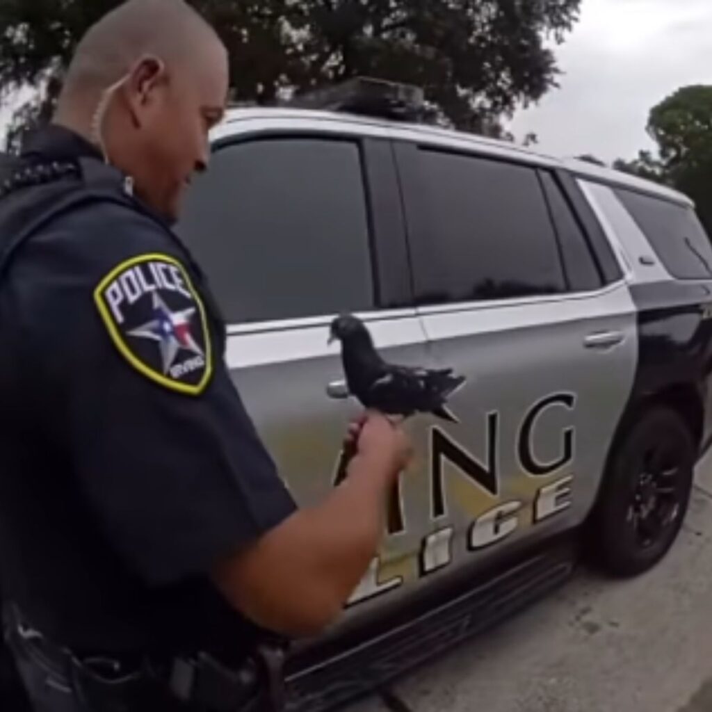 A policeman holds a pigeon in his hand