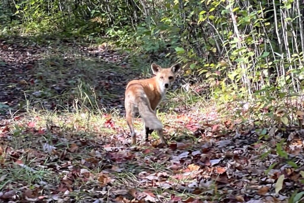 A red fox stands on leaves in the forest