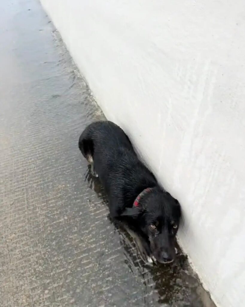 A scared dog lies on the wet sidewalk