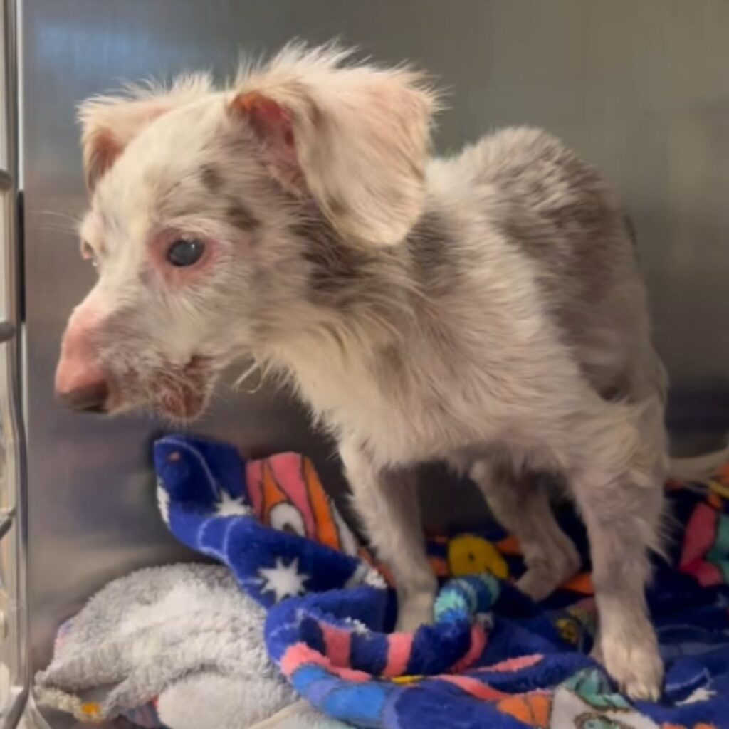 A sick and sad dog stands on its feet