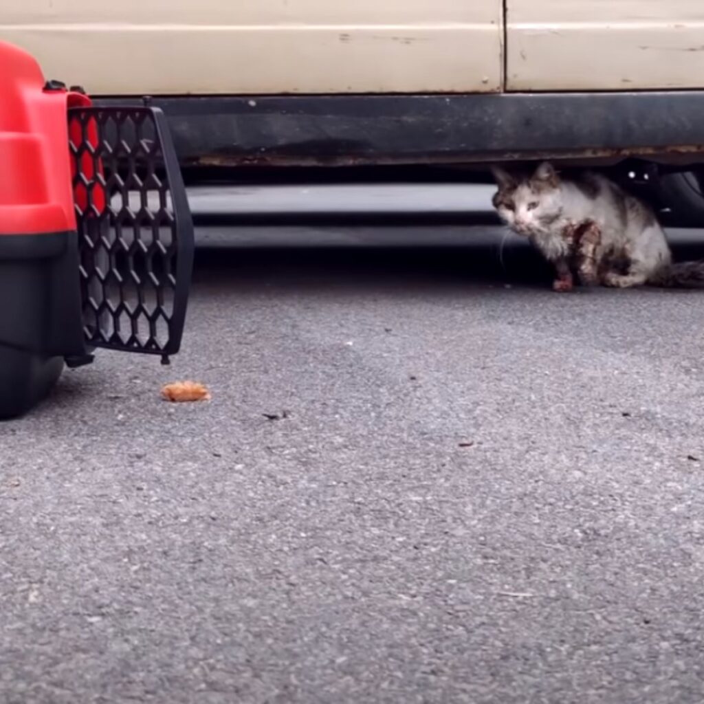 A sick cat hid under the car