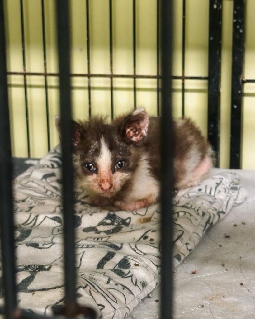 A sick kitten lies in a cage