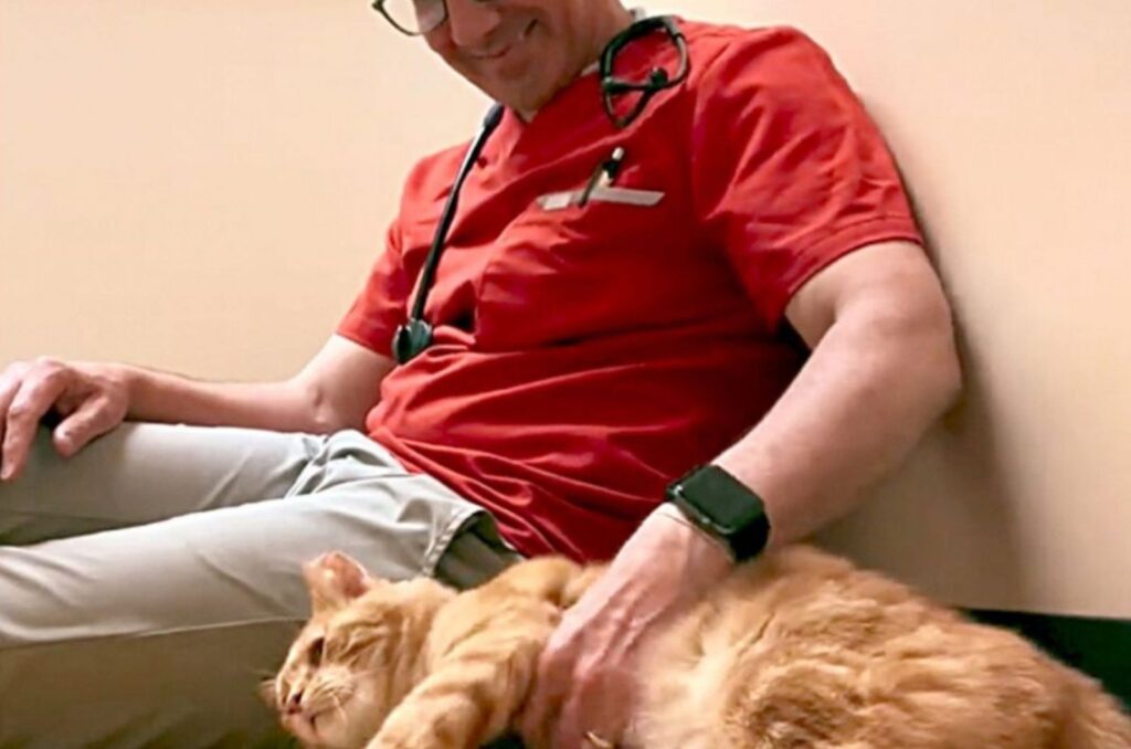 A veterinarian sits on the floor and petting a yellow cat