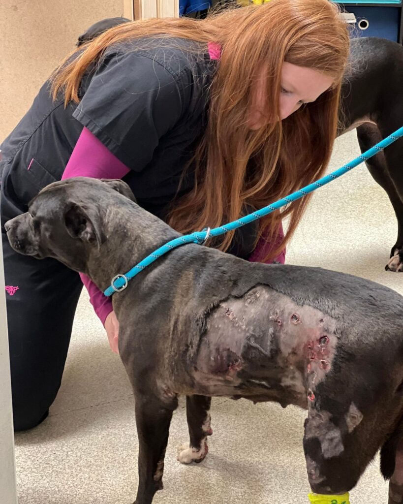 A woman examines an injured dog