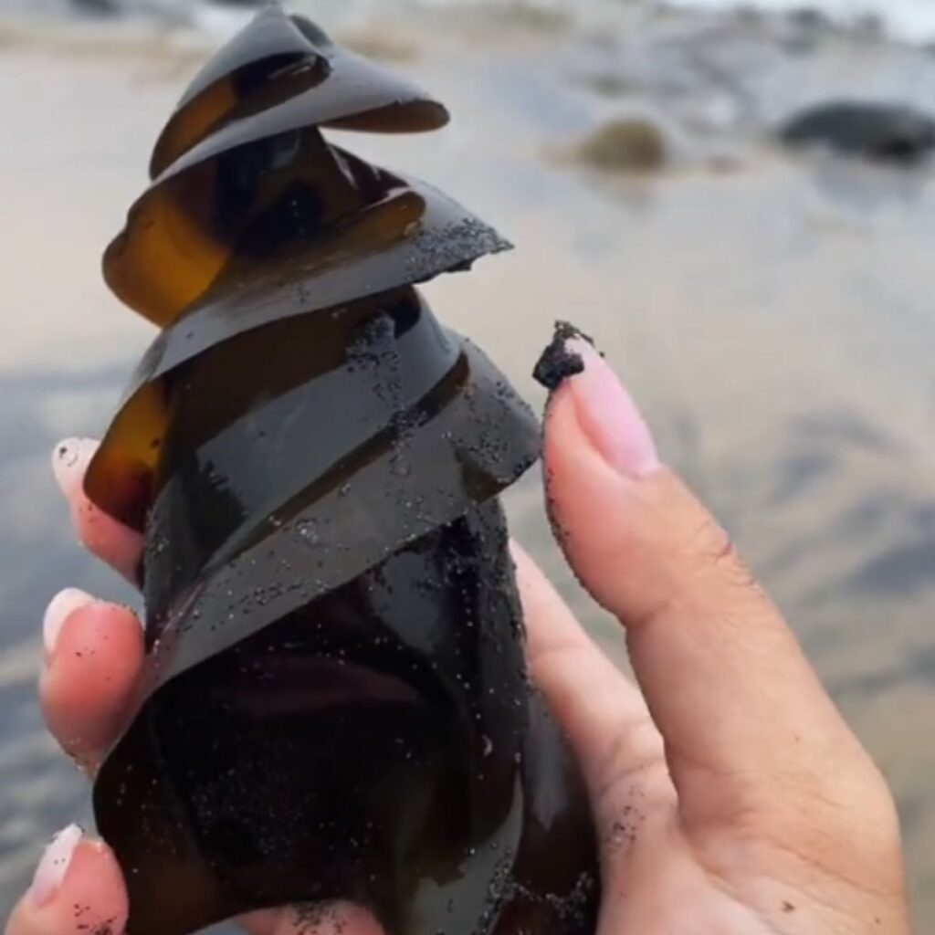 A woman holds a shark egg in her hand
