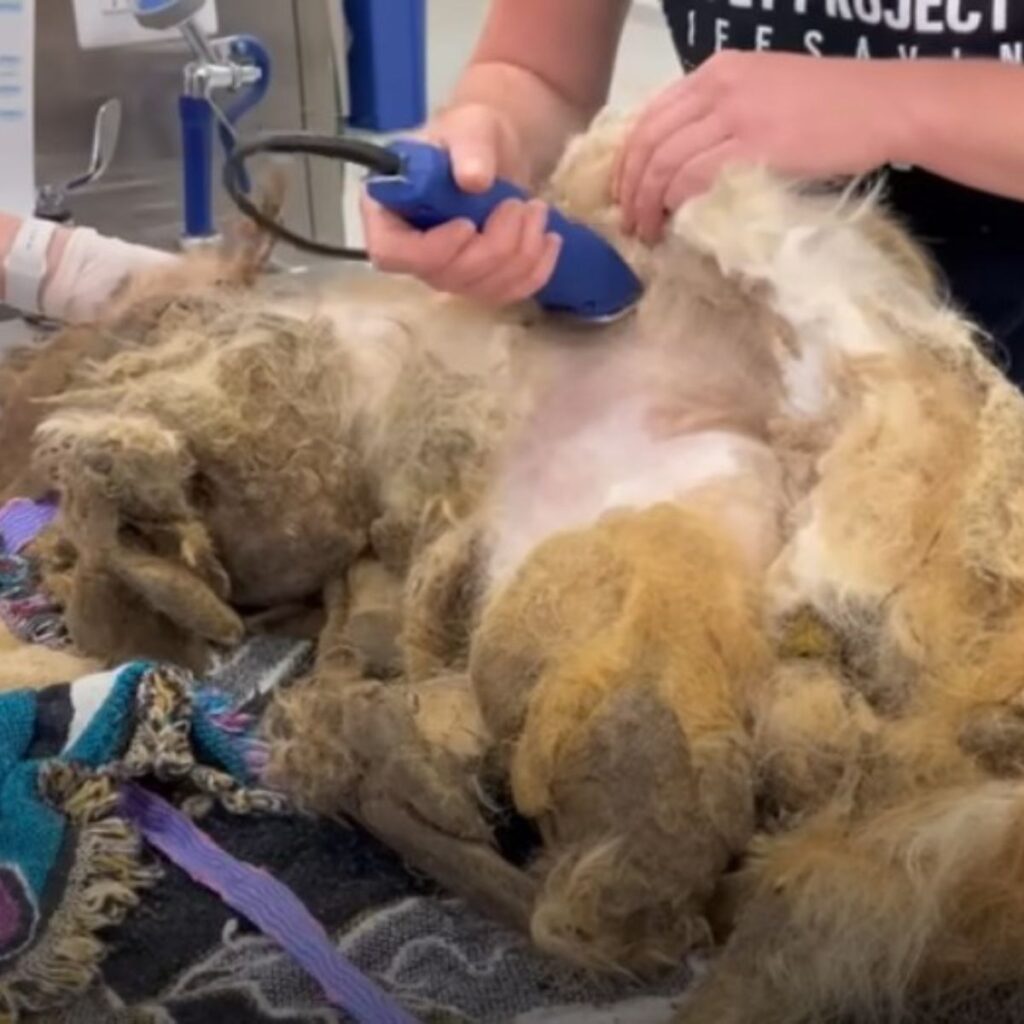 A woman is grooming a neglected dog