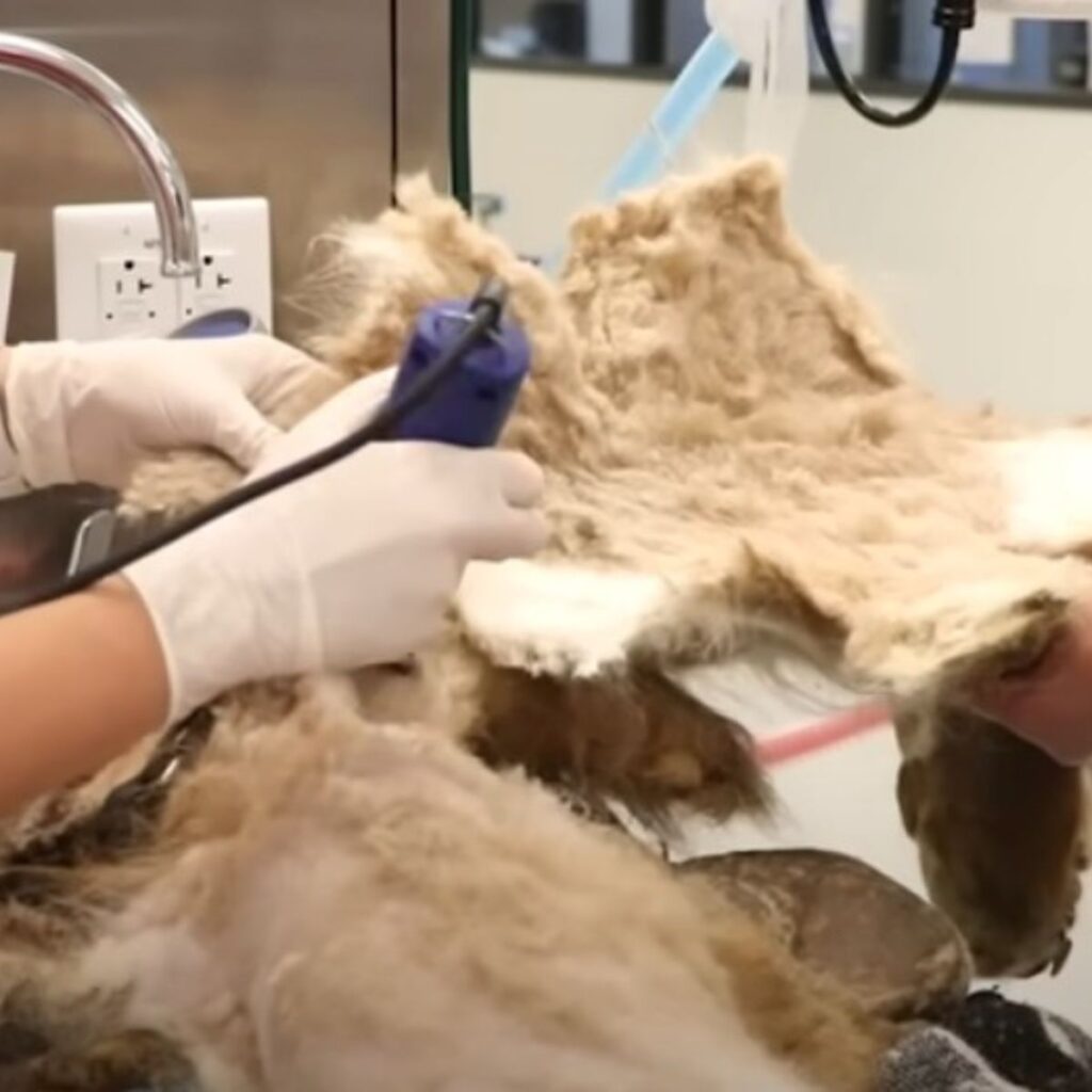 A woman is grooming a neglected dog on a table