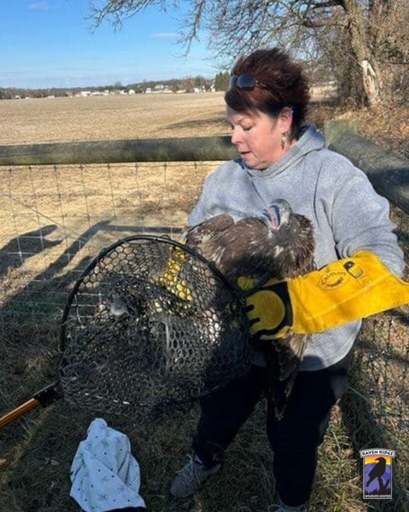 A woman pulled an eagle out of a net