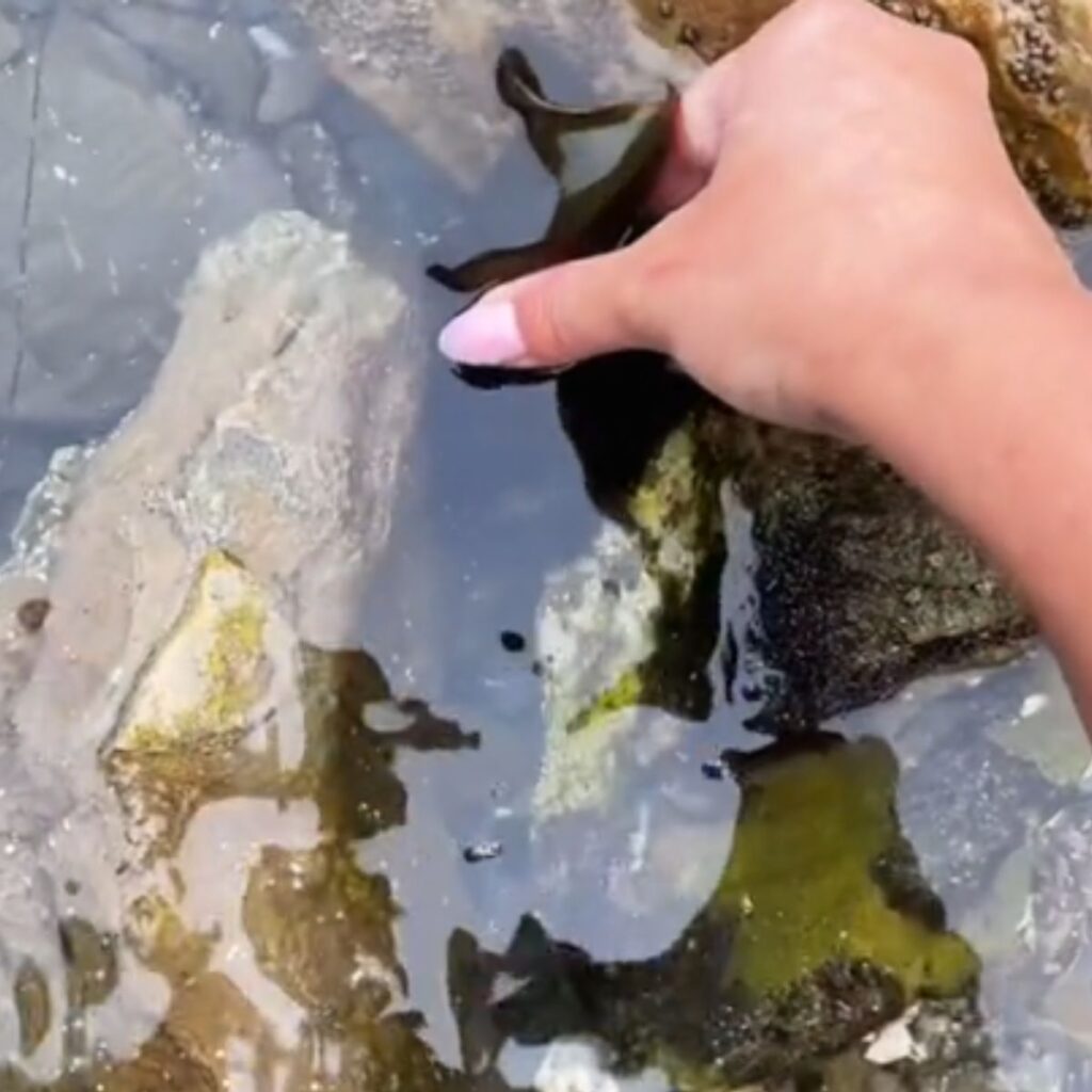 A woman takes a shark egg out of the water