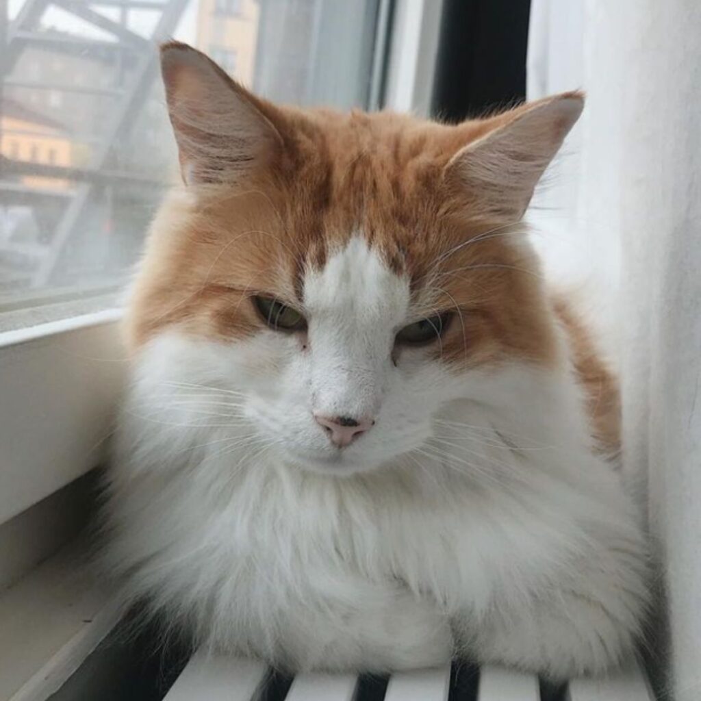 A yellow and white cat is lying on a radiator by the window