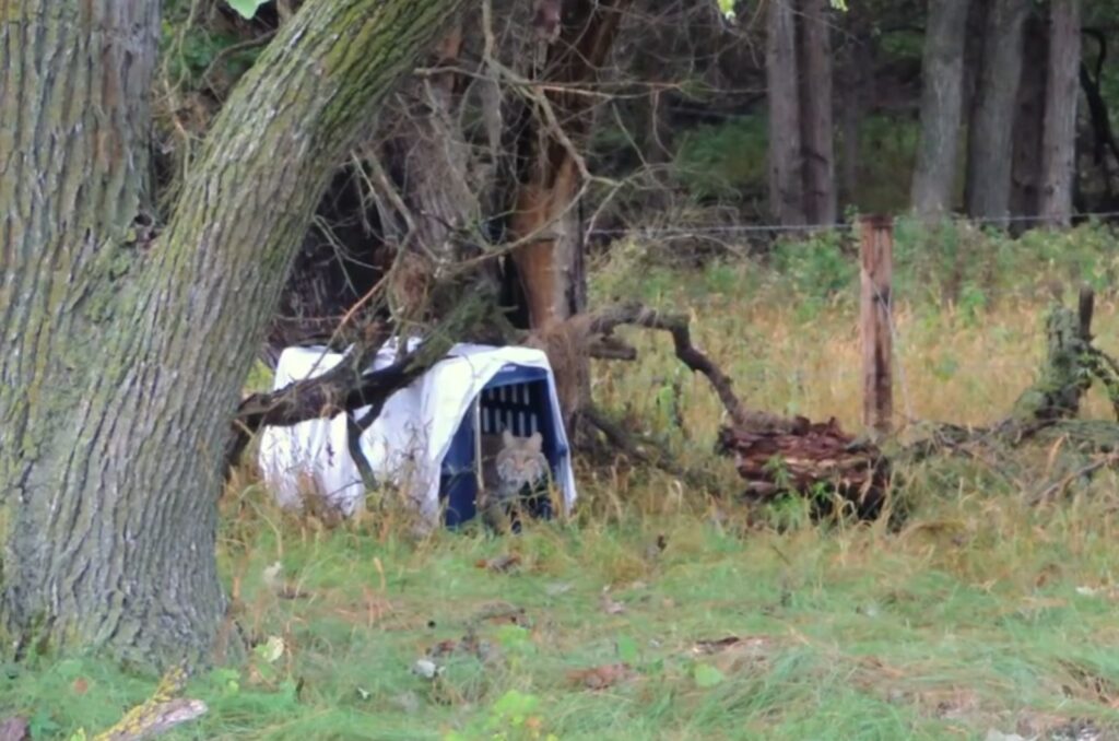 A young lynx comes out of the cage