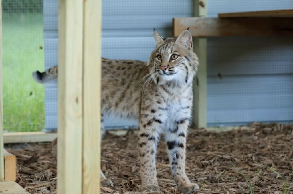 A young lynx is standing outside on the mulch