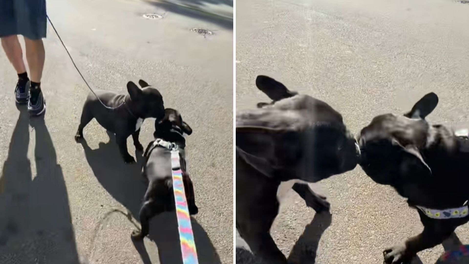 French Bulldog Siblings Reunite In Florida